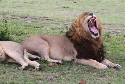 Le lion et l'lphant font partie du Big Five. Lequel n'en fait pas partie ?