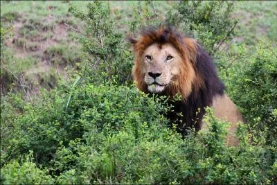 En kiswahili, langue nationale au Kenya, comment dit-on  lion  ?