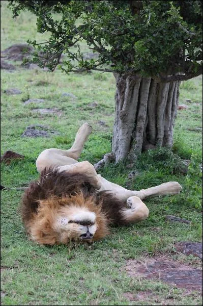Quotidiennement combien de temps peut dormir un lion mle ?