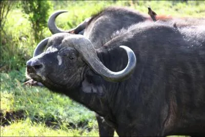 Quel animal ne voit-on pas sur la photo ?