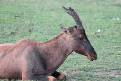 Quelle espce d'antilope au pelage fauve sombre est appele Nyamera en kiswahili ?