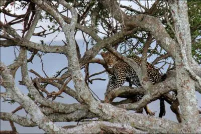 Comment appelle-t-on les taches qui couvrent le pelage du lopard ?