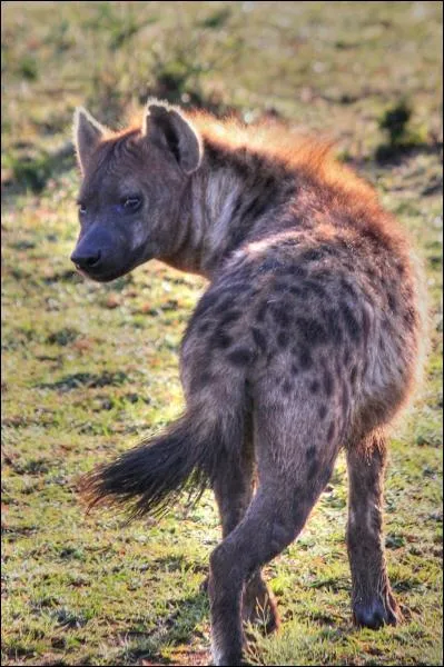 Elles ont une organisation matriarcale. Ce sont les femelles qui dominent, et cette domination se transmet de mre en fille... Quel est cet animal ?