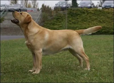 Quelle est cette race de chien ?