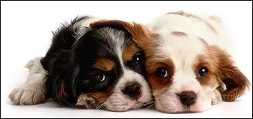 Quelle est cette race de chien ?