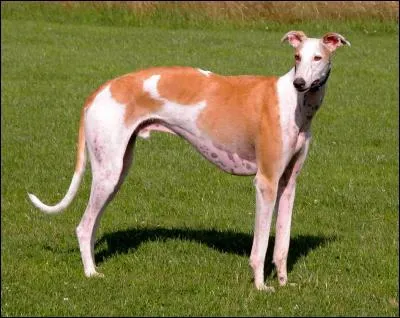 Quelle est cette race de chien ?