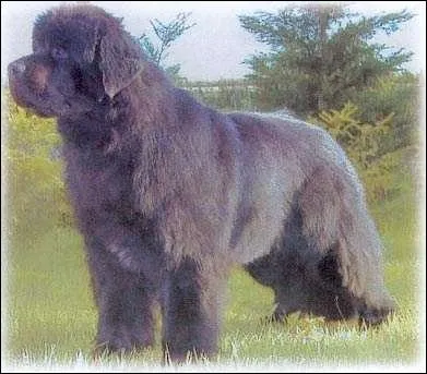 Quelle est cette race de chien ?