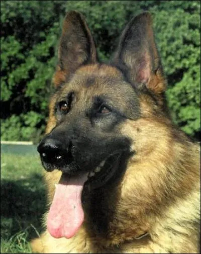 Quelle est cette race de chien ?