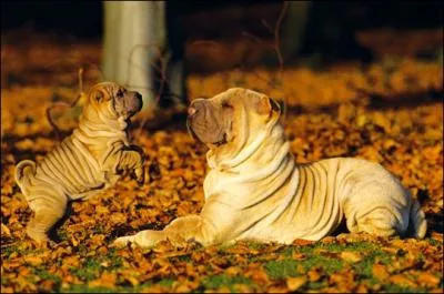 Quelle est cette race de chien ?