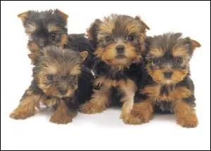 Quelle est cette race de chien ?