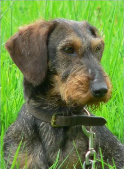 Quelle est cette race de chien ?