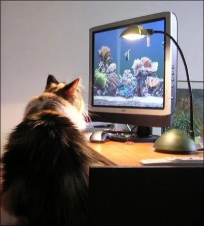 Quel animal regarde le chat, sur l'écran ?