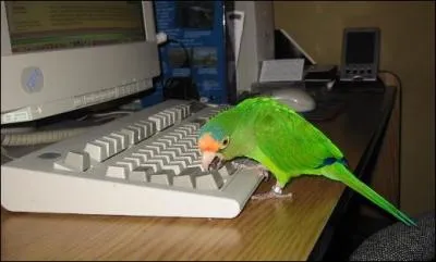 Il a choisi le thème "Oiseaux" !