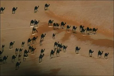 L'Australie est le pays o ils sont le plus nombreux !