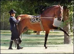 Que fait ce cheval ?