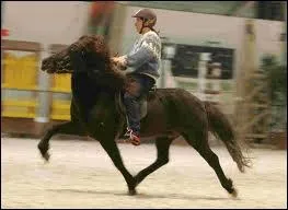 L'amble est-elle une allure dsunie ?