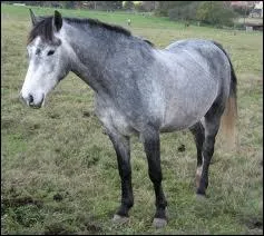 Quelle est la couleur de ce cheval ?