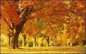 - et celle des feuilles tombes qui feutraient (... ) gras ;