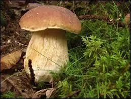 - et il sentait passer, aussi, l'odeur des (... ) soulevant du (... ) la (... ) des aiguilles,