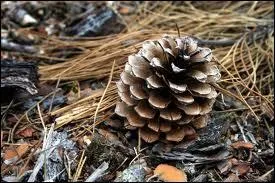 Il vitait les souches (... ), parfois (... ) du pied une pomme de pin ( ... ) et sche qui roulait en (... ),