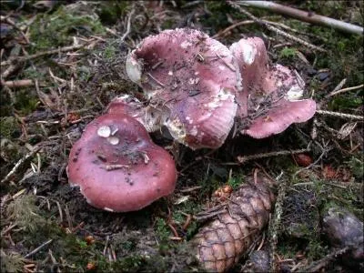 - ou bien sentait, sous sa (... ), s'craser une (... ) croquante, un lactaire (... ) qui (... ).