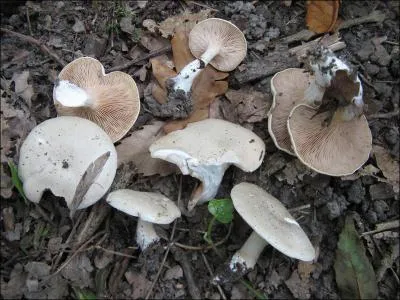 ... Toutes les odeurs des bois, (... ) du terreau mouill sur quoi (... ) les feuilles mortes, les effluves (... ) des rsines, l'arme (... ) d'un champignon cras en passant. 