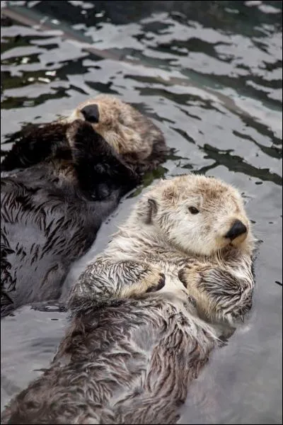 Il peut plonger encore plus profond qu'elle, sans respirer !