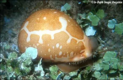 Ce mollusque est moins import que la porcelaine tigre. Il sert  dcorer le fond des aquariums et est trs facile  entretenir. C'est ...