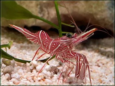 Chez cette espce, on reconnait les mles grce  leurs grandes pinces de devant. On la trouve dans les rgions chaudes de l'Atlantique. C'est ...