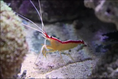 Cette crevette se trouve dans les rcifs de l'Indo-Pacifique o elle y vit en groupe ou solitaire. Elle peut mesurer jusqu' 6 cm de long. C'est ...