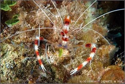 Cette crevette est utilise dans les aquariums pour nettoyer les grands poissons de leurs ectoparasites. Elle peut mesurer jusqu' 8 cm de long. Sa dure de vie peut atteindre 6 ans. C'est ...