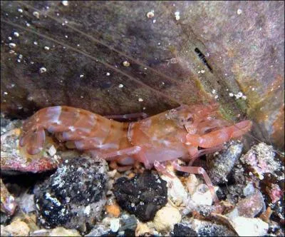 On rencontre toujours cette crevette en compagnie d'un couple de gobies dans les zones sableuses. Elle peut atteindre 5 cm de long. C'est :