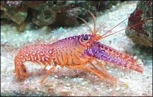 Ce mollusque est originaire de l'ocan Indo-Pacifique. Il porte son nom  cause de sa coloration. C'est :