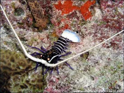 Cette langouste vit dans les rcifs coralliens de l'ocan Indo-Pacifique dans de grandes crevasses. C'est un prdateur charognard crpusculaire ou nocturne. C'est :