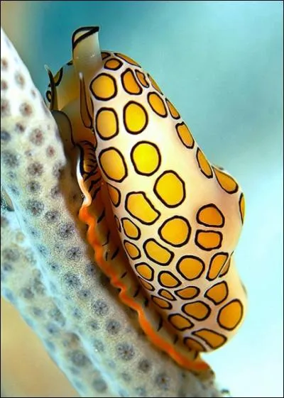 Ce mollusque fait partie  la famille des ovulids, qui comporte un grand nombre de gastropodes charognards, prdateurs ou spcialistes alimentaires. C'est ...