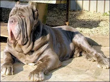 De quelle race s'agit-il ?