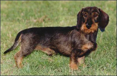 De quelle race s'agit-il ?