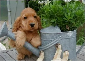 De quelle race s'agit-il ?