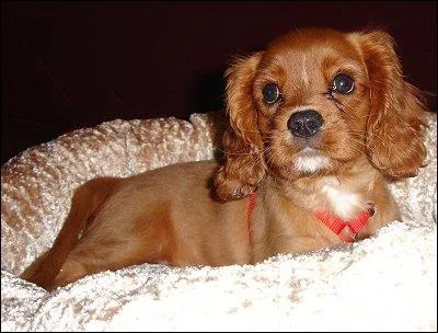 De quelle race s'agit-il ?