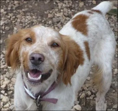 De quelle race s'agit-il ?