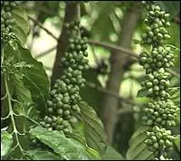 Comment appelle-t-on le fruit du cafier ?