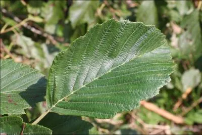 À quel arbre appartient cette feuille ?