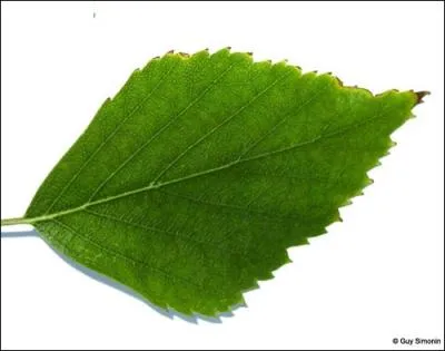  quel arbre appartient cette feuille ?