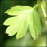  quel arbre appartient cette feuille ?