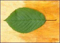  quel arbre appartient cette feuille ?