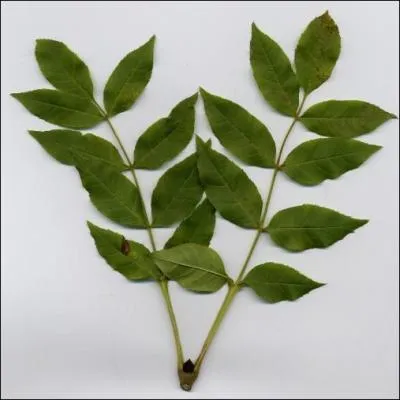  quel arbre appartient cette feuille ?