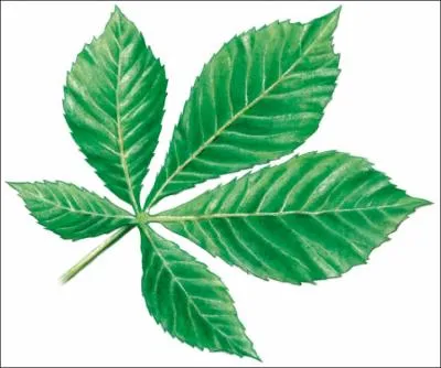  quel arbre appartient cette feuille ?