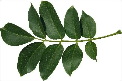  quel arbre appartient cette feuille ?