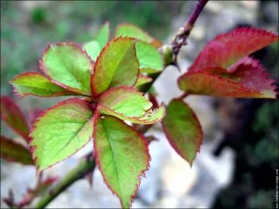  quelle plante appartient cette feuille ?