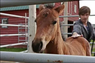 Comment s'appelle le poulain orphelin ?